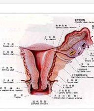 子宮韌帶 子宮韌帶