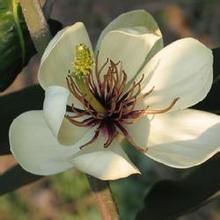 金葉含笑(原變種) 金葉含笑(原變種)