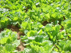 （圖）關溜村的反季蔬菜 