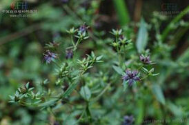 雲南獐牙菜 雲南獐牙菜