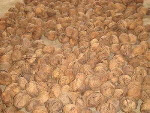 猛古地四村村民收穫的核桃果