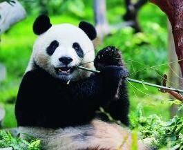 大熊貓