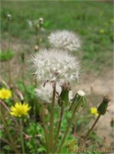 亞洲蒲公英組 亞洲蒲公英組