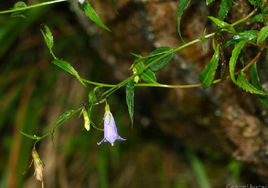 台灣沙參 台灣沙參