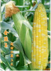 水果甜玉米 水果甜玉米