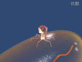 噬菌體感染實驗 噬菌體感染實驗