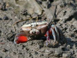 小招潮蟹 小招潮蟹