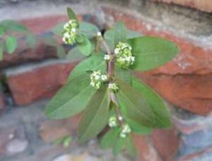 紫斑大戟 紫斑大戟