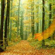 大小姐的逆天保鏢