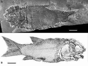 羅平生物群 羅平生物群