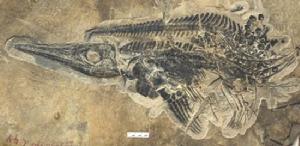 雲南省羅平縣發現大型生物化石群，包括兩萬多個化石，種類豐富。圖中這是一條魚龍的化石。