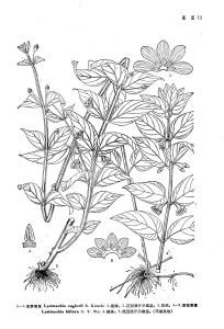 雙花香草 雙花香草