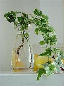 日本常春藤 日本常春藤