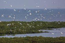 紅樹林[沿海常綠灌木和小喬木群落]