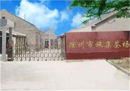 滁州施集茶場 滁州施集茶場