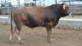 新疆褐牛 新疆褐牛