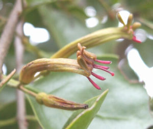 高雄鈍果寄生 高雄鈍果寄生