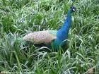藍孔雀