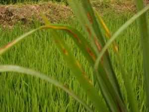 （圖）稻瘟病防治