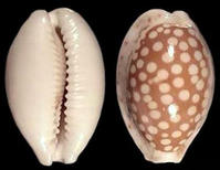 中文學名： 甘氏花鹿寶螺 拉丁學名： Cypraea cribraria ganteri ，Cribrarula cribraria ganteri 界： 動物界 門： 軟體動物門 綱： 腹足綱  目： 中腹足目 科： 寶螺科 種： 花鹿寶螺 亞種： 甘氏花鹿寶螺 命名時間： Lorenz 1998 英文名稱： Sieve Cowrie