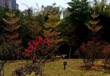 泉州刺桐公園