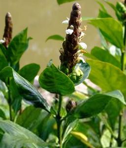 雲南山殼骨 雲南山殼骨