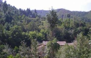 歇房自然村 歇房自然村