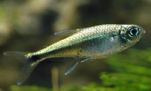 紅眼剪刀 紅眼剪刀