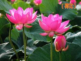 卜運算元·為人賦荷花 卜運算元·為人賦荷花