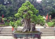 榕樹盆景