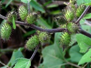 蒼耳屬 蒼耳屬
