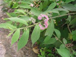 裸花紫珠 裸花紫珠