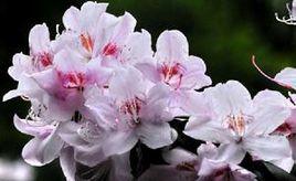 白毛粉鍾杜鵑 白毛粉鍾杜鵑