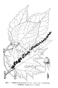 浙江蠍子草 浙江蠍子草