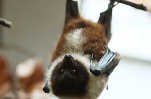 蝙蝠[哺乳綱動物]