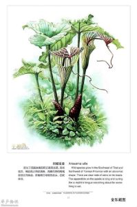 網檐南星 網檐南星