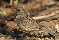 灰頭鵐指名亞種