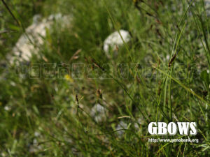 湖濱嵩草 湖濱嵩草