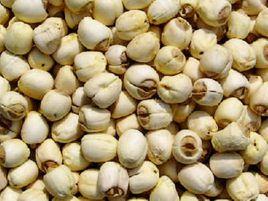 廣昌白蓮 廣昌白蓮