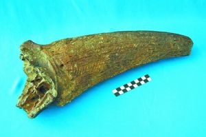 短角水牛化石是非常難得的標本