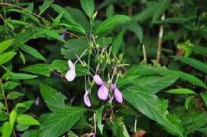 糙葉山藍 糙葉山藍