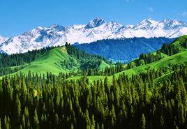 垂直氣候帶 垂直氣候帶