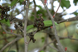 針邊蜆殼花椒 針邊蜆殼花椒