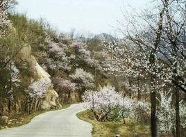 車嶺村[北京市延慶縣大莊科鄉下轄村]