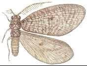 西藏櫛角蛉 西藏櫛角蛉