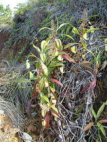帶花序的紐幾內亞豬籠草的攀援莖