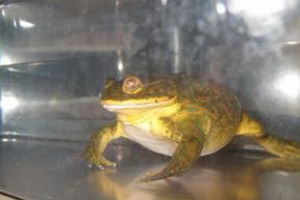 智利巨蛙 智利巨蛙