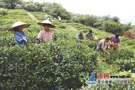 南雲台林場 南雲台林場