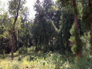 花果山[吳四良之墓]