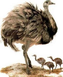 美洲鴕鳥 美洲鴕鳥